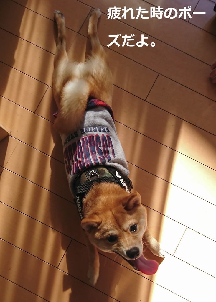 f:id:hanatara:20190103100517j:plain