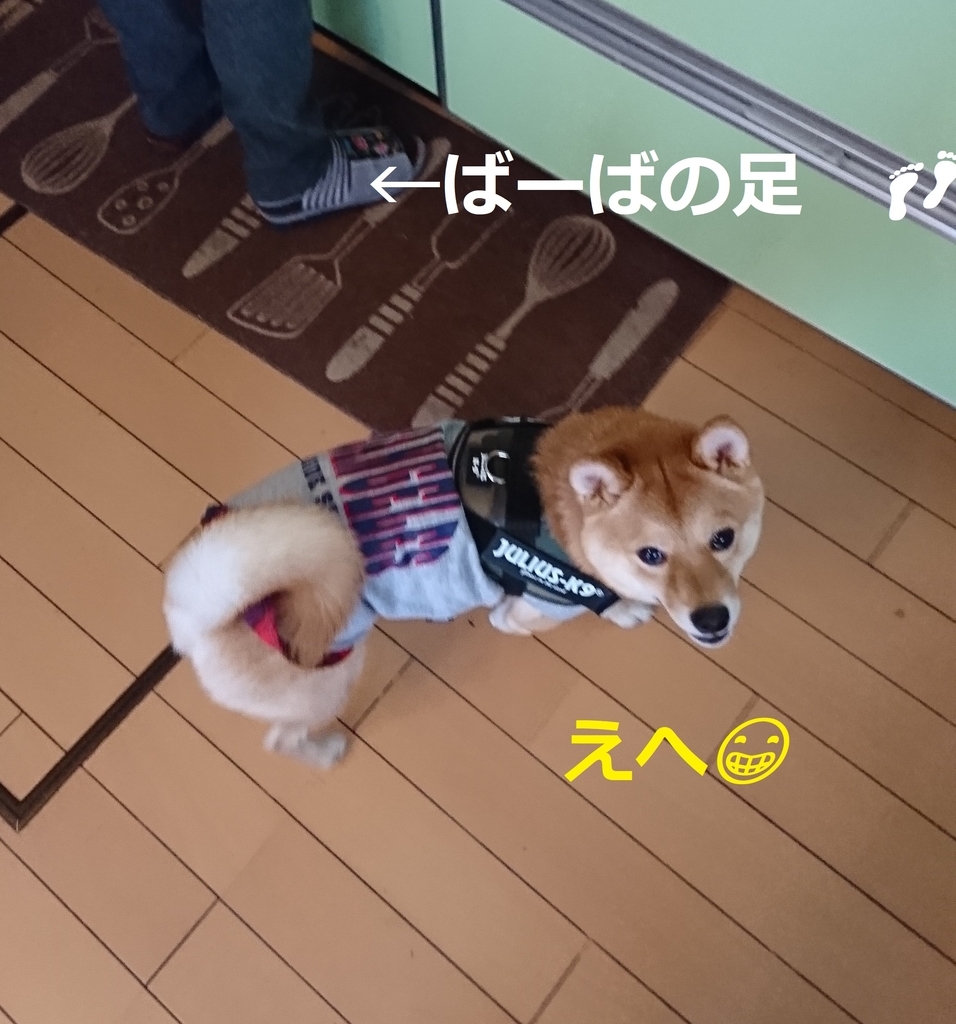 f:id:hanatara:20190103101211j:plain