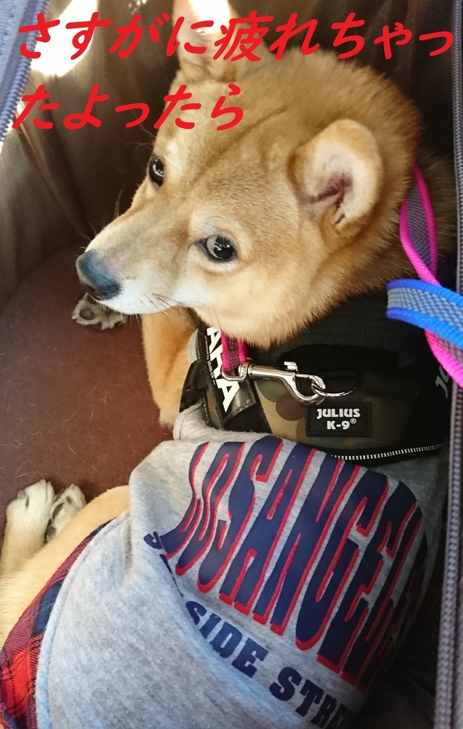 f:id:hanatara:20190103101336j:plain