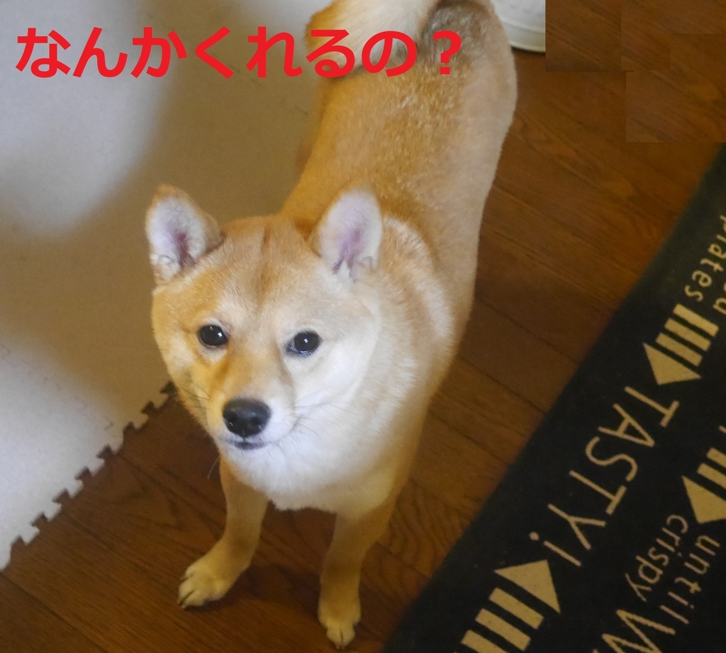 f:id:hanatara:20190106084019j:plain