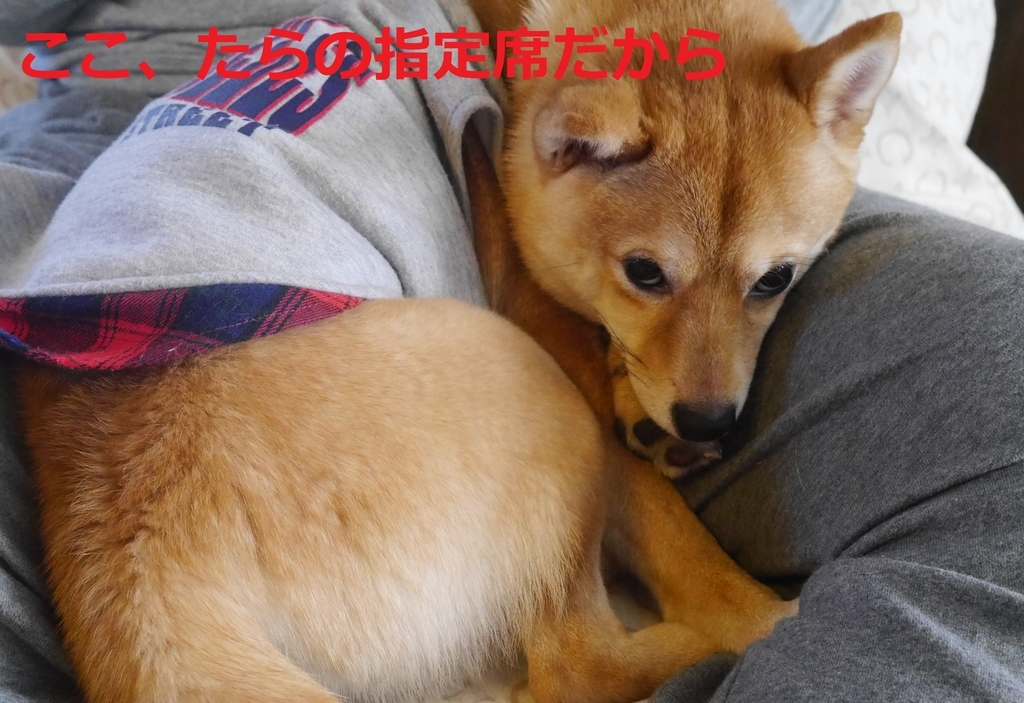 f:id:hanatara:20190106084204j:plain