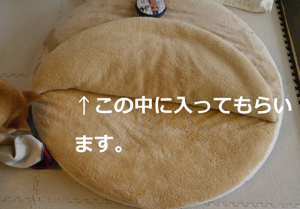 f:id:hanatara:20190114152058j:plain