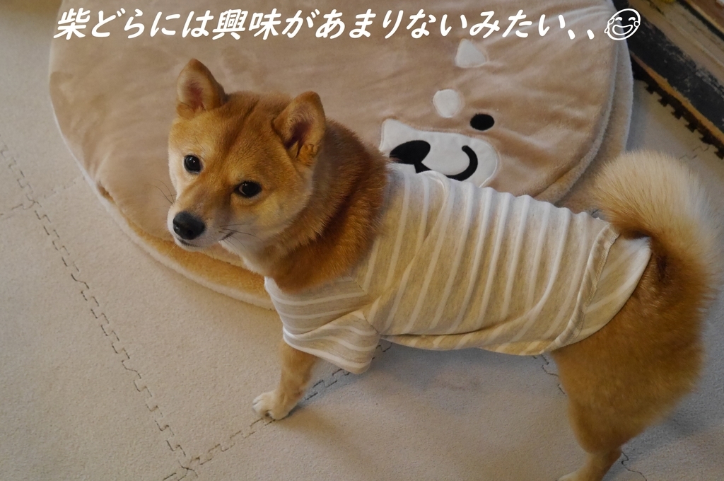 f:id:hanatara:20190127084732j:plain