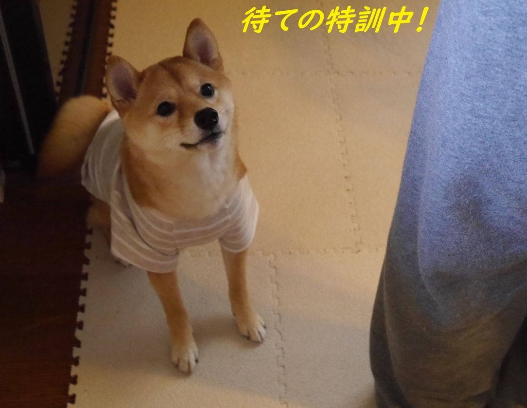 f:id:hanatara:20190127084938j:plain
