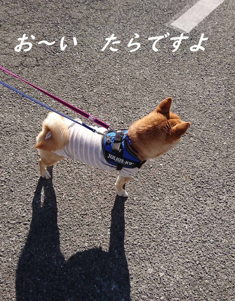 f:id:hanatara:20190127152439j:plain