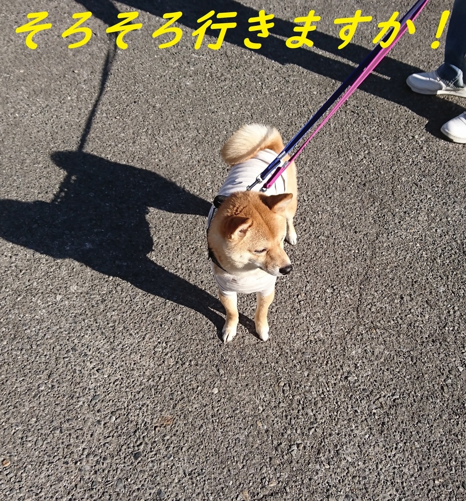 f:id:hanatara:20190127152544j:plain