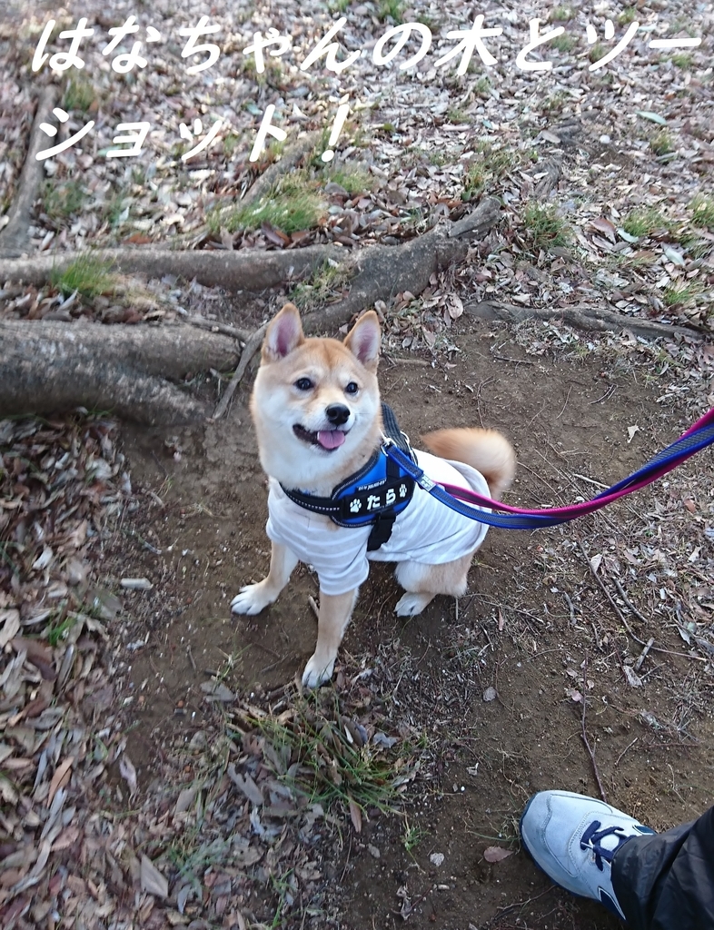 f:id:hanatara:20190201194629j:plain