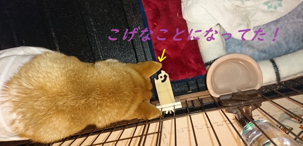 f:id:hanatara:20190203115806j:plain f:id:hanatara:20190203115806j:plain
