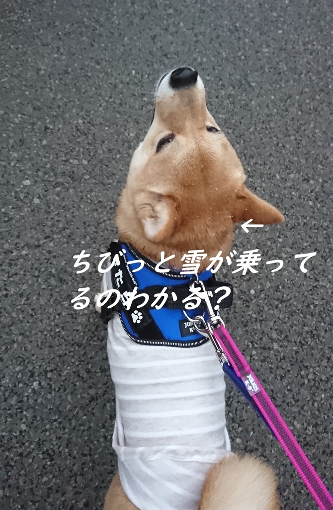 f:id:hanatara:20190210113154j:plain f:id:hanatara:20190210113154j:plain
