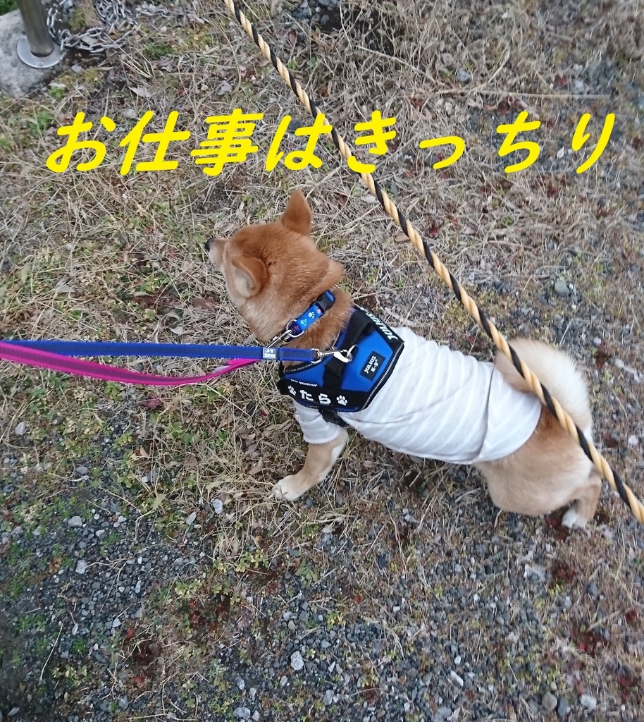 f:id:hanatara:20190210113453j:plain f:id:hanatara:20190210113453j:plain
