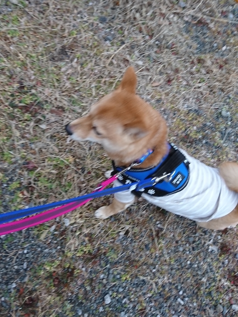 f:id:hanatara:20190210113620j:plain f:id:hanatara:20190210113620j:plain