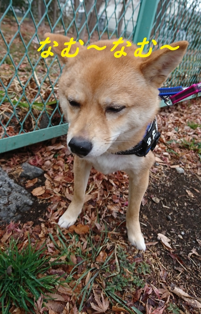 f:id:hanatara:20190210115110j:plain