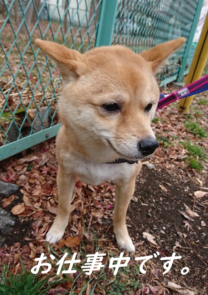 f:id:hanatara:20190210115214j:plain