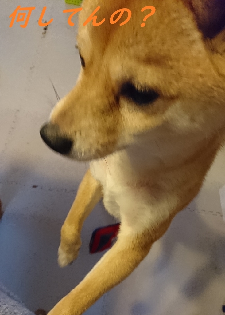 f:id:hanatara:20190210115335j:plain