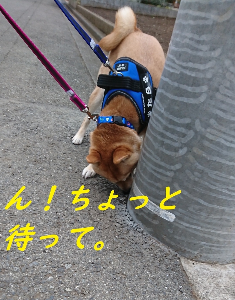 f:id:hanatara:20190303132327j:plain