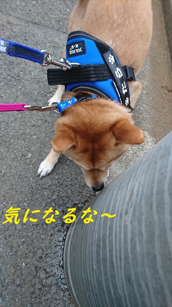 f:id:hanatara:20190303132441j:plain