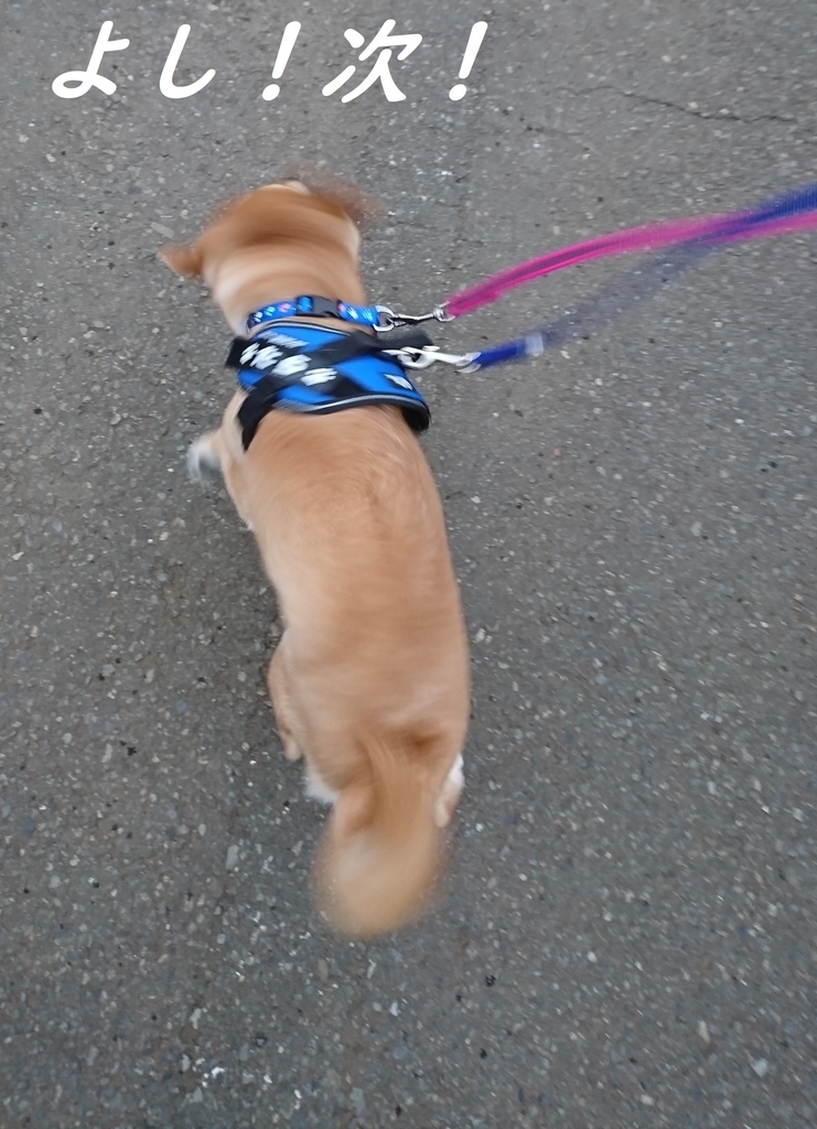 f:id:hanatara:20190303132540j:plain