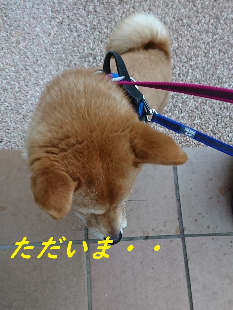 f:id:hanatara:20190303132636j:plain
