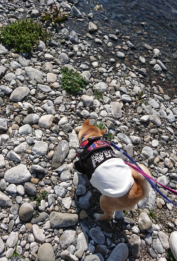 f:id:hanatara:20190303135647j:plain