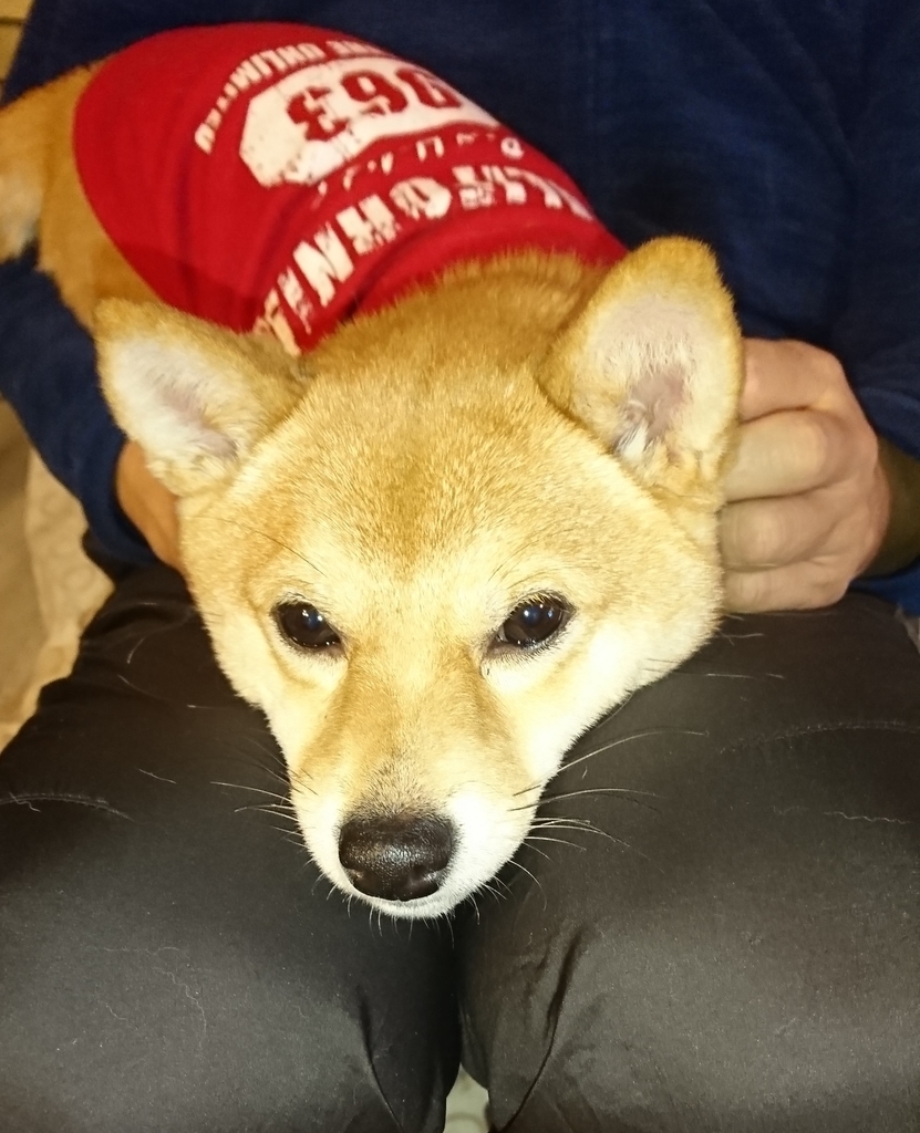 f:id:hanatara:20190308202828j:plain