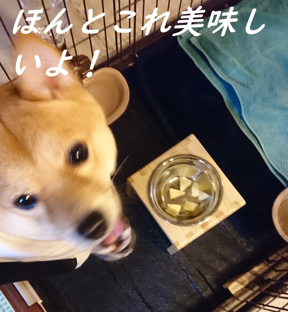 f:id:hanatara:20190309081548j:plain