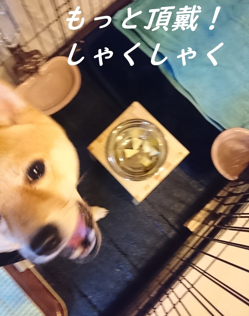 f:id:hanatara:20190309081701j:plain