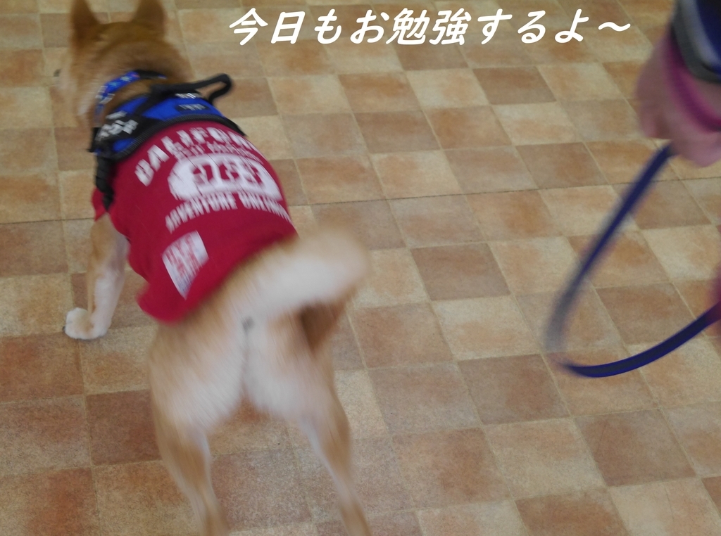 f:id:hanatara:20190310143958j:plain
