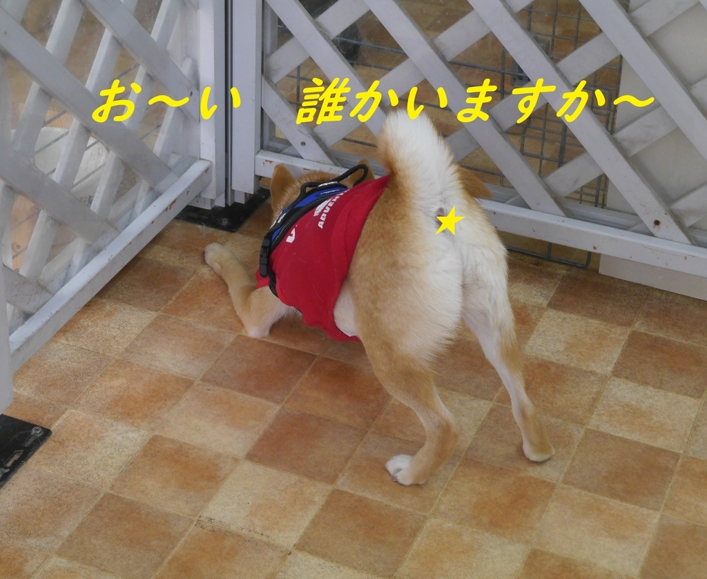 f:id:hanatara:20190310144249j:plain