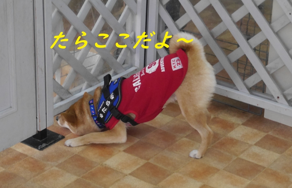 f:id:hanatara:20190310144425j:plain