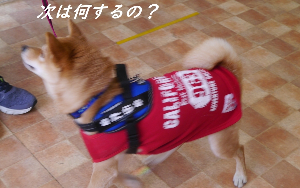 f:id:hanatara:20190310144700j:plain