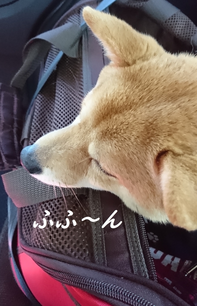 f:id:hanatara:20190310163121j:plain