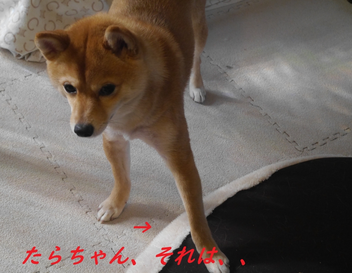 f:id:hanatara:20190316094729j:plain f:id:hanatara:20190316094729j:plain