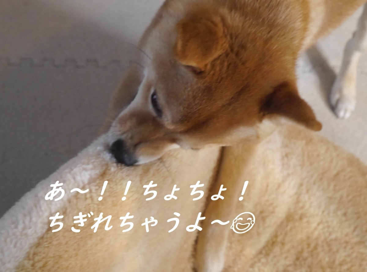 f:id:hanatara:20190316094919j:plain f:id:hanatara:20190316094919j:plain