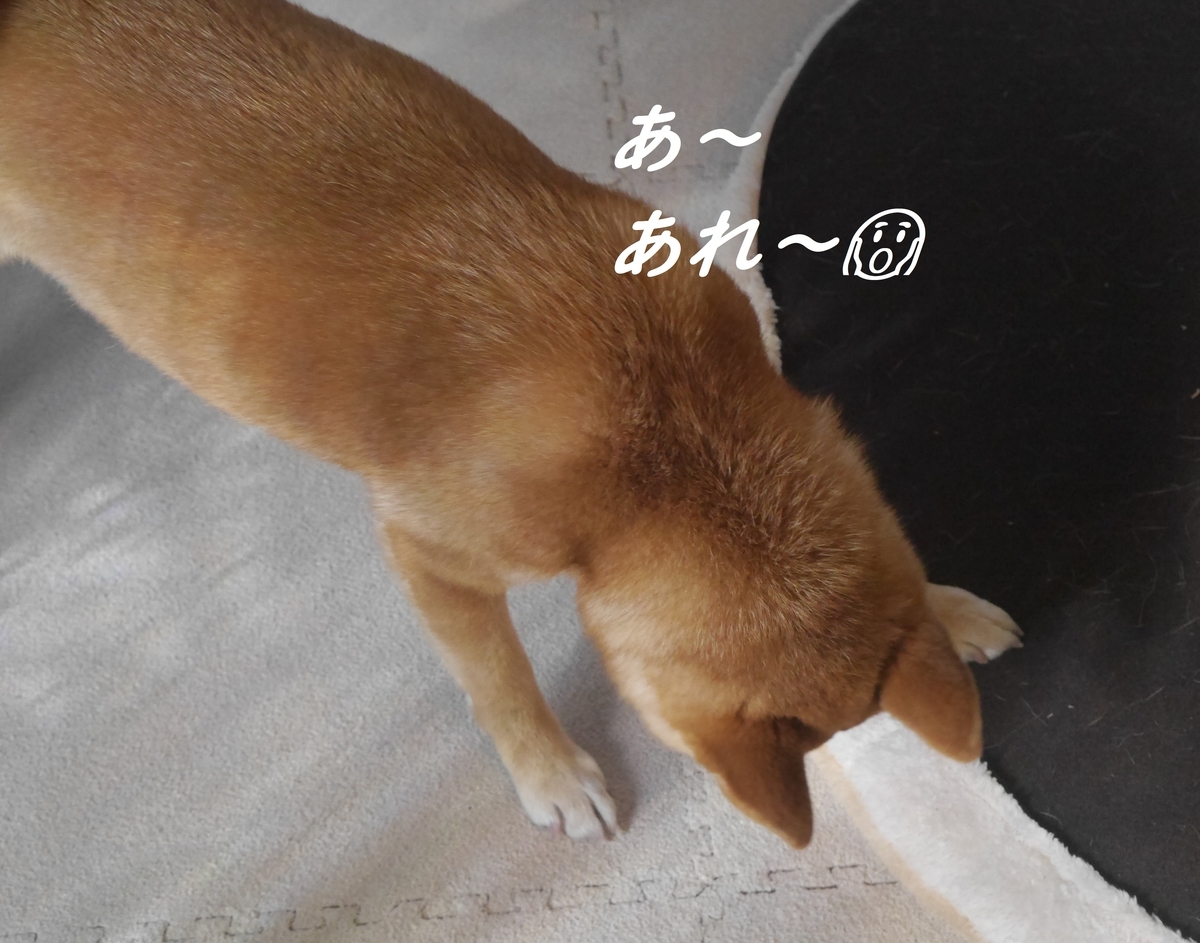 f:id:hanatara:20190316095110j:plain f:id:hanatara:20190316095110j:plain