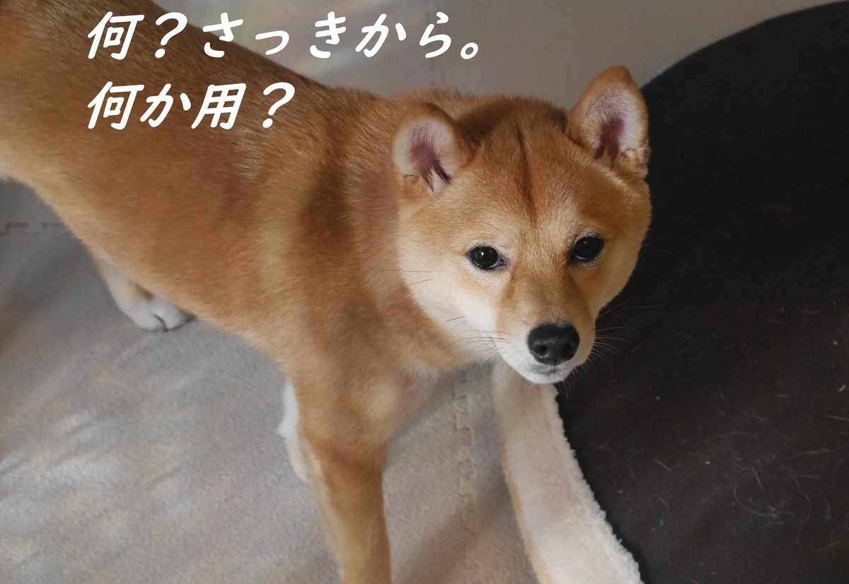 f:id:hanatara:20190316095225j:plain f:id:hanatara:20190316095225j:plain