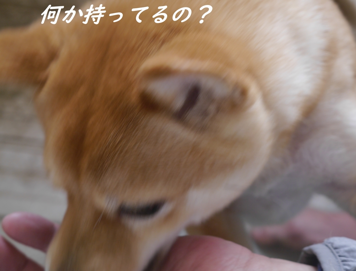 f:id:hanatara:20190316154111j:plain f:id:hanatara:20190316154111j:plain