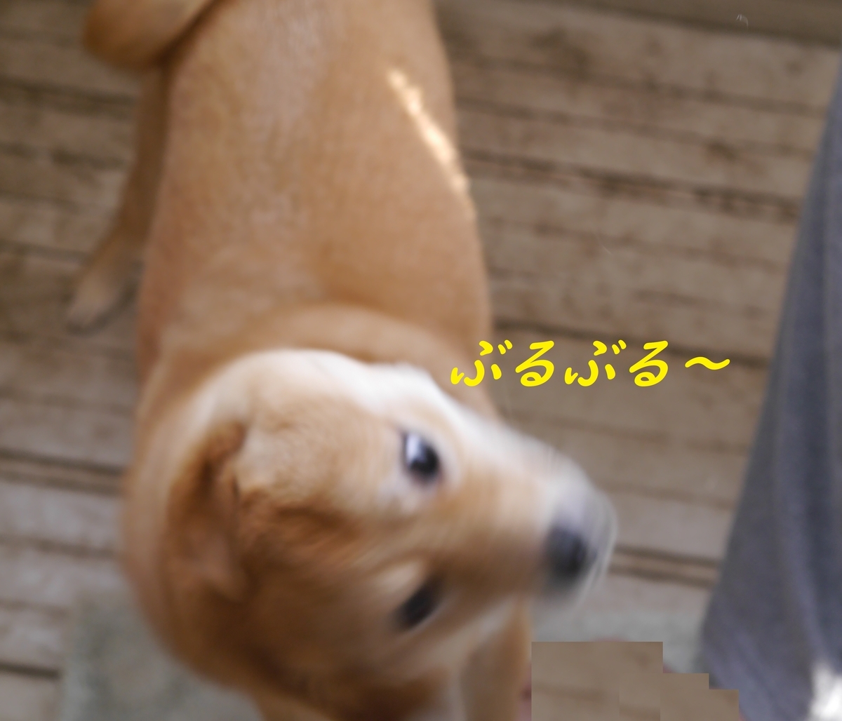 f:id:hanatara:20190316154256j:plain f:id:hanatara:20190316154256j:plain