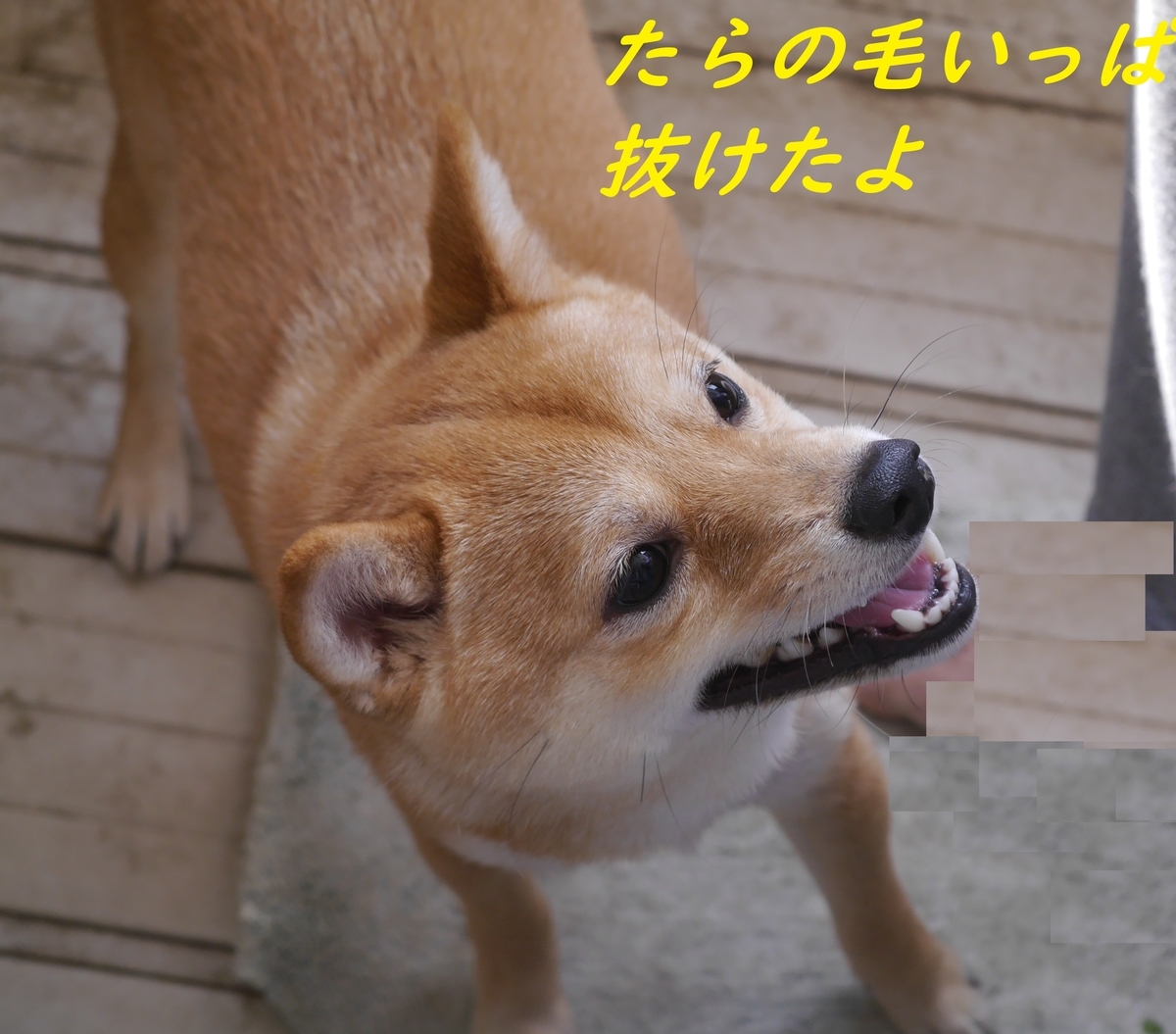 f:id:hanatara:20190316154523j:plain f:id:hanatara:20190316154523j:plain