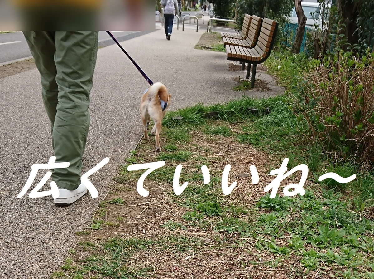f:id:hanatara:20190323200350j:plain