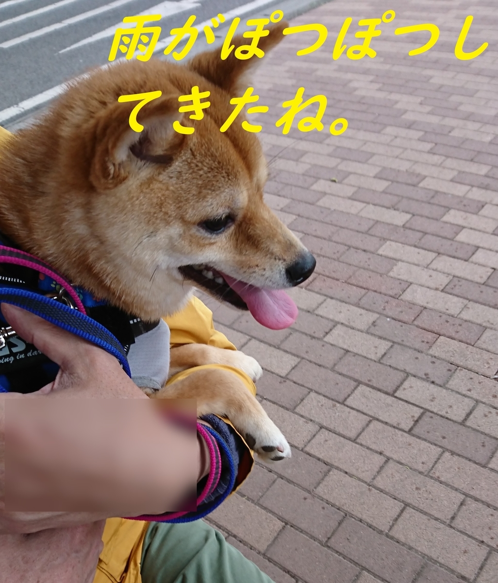 f:id:hanatara:20190323200545j:plain