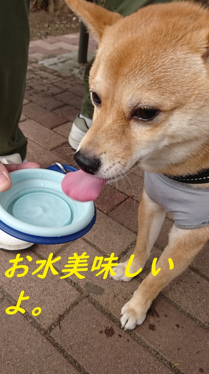 f:id:hanatara:20190323200858j:plain