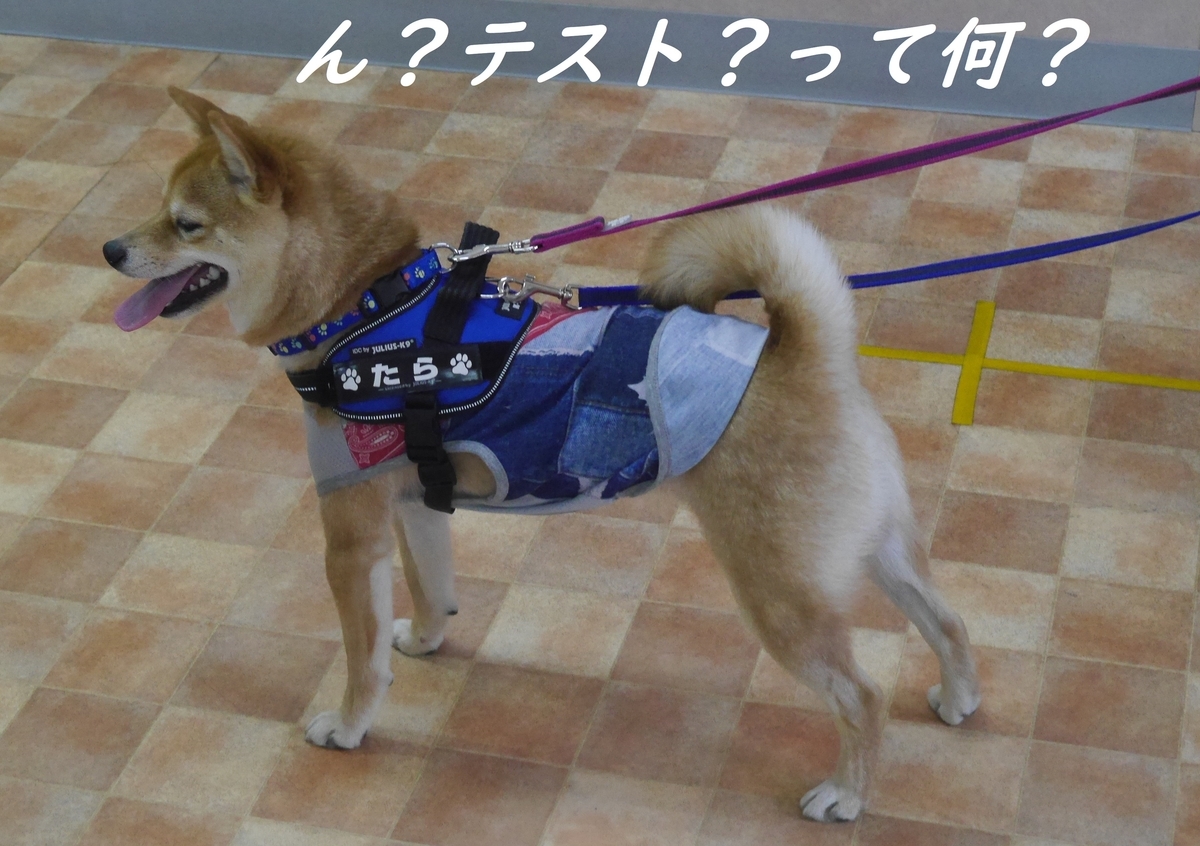 f:id:hanatara:20190324140720j:plain