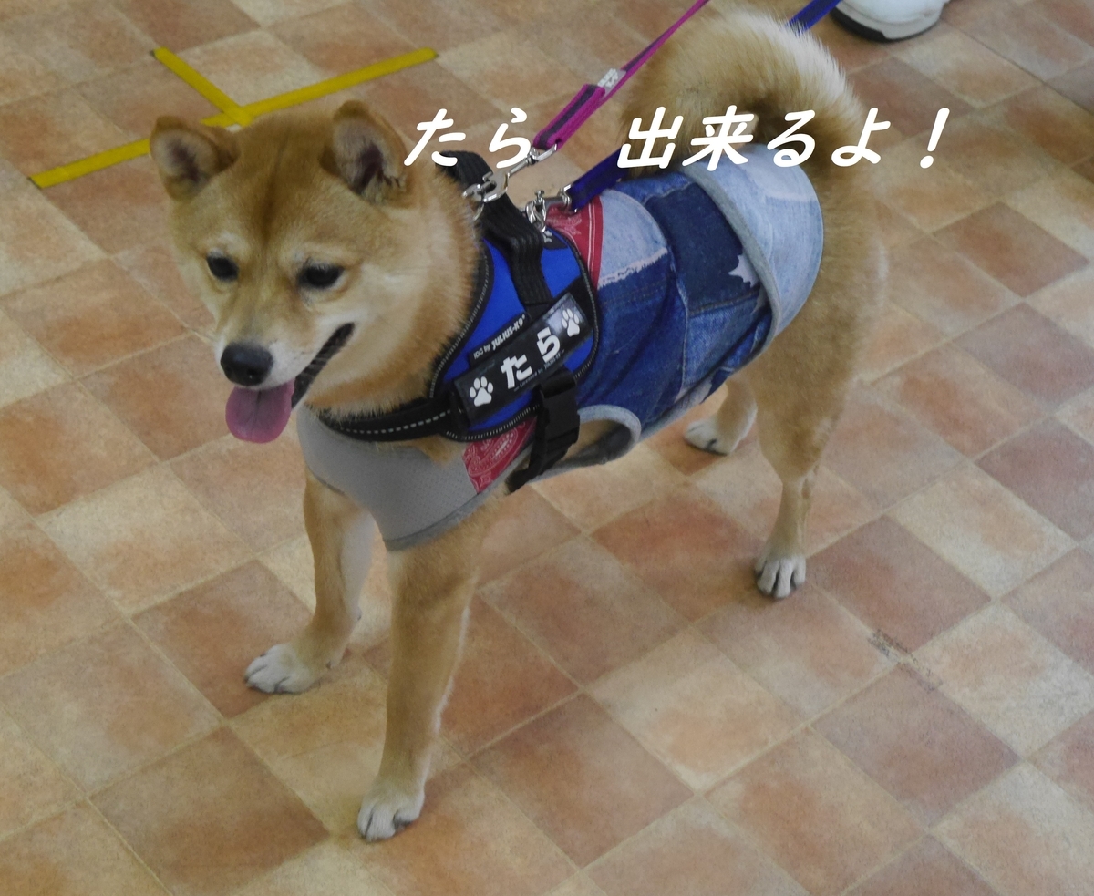 f:id:hanatara:20190324140838j:plain