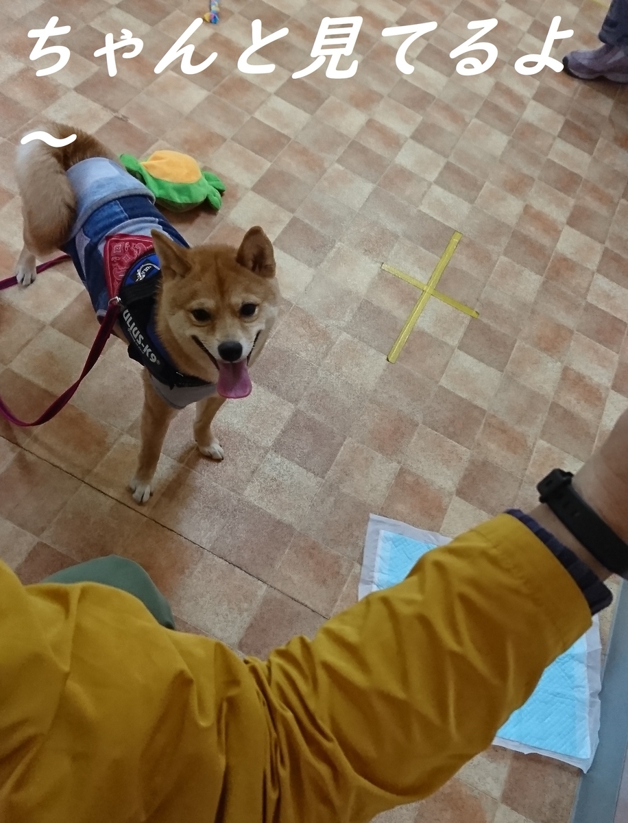 f:id:hanatara:20190324142517j:plain