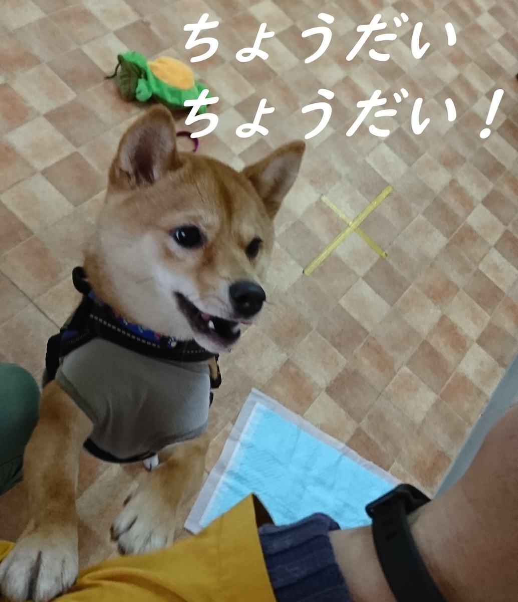 f:id:hanatara:20190324142618j:plain