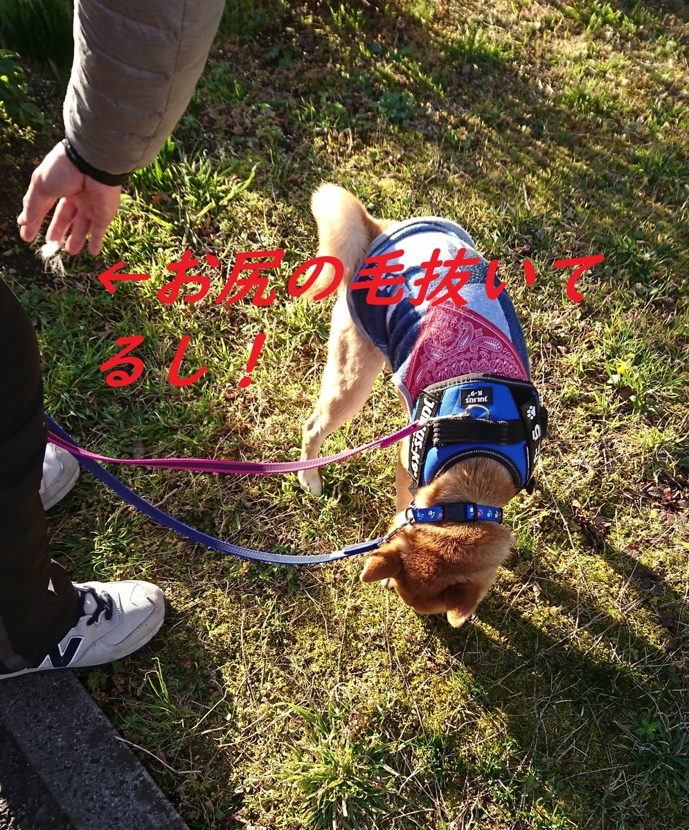 f:id:hanatara:20190324154608j:plain