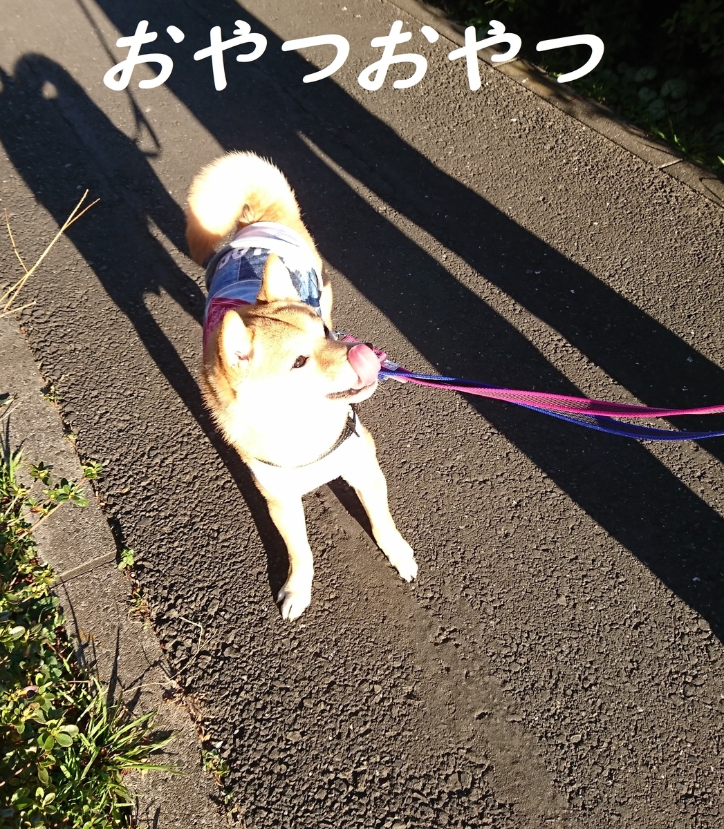 f:id:hanatara:20190324154710j:plain