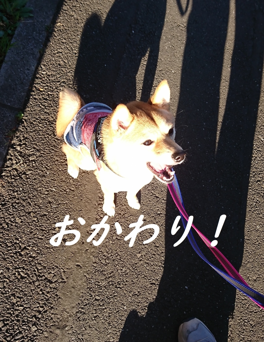 f:id:hanatara:20190324154910j:plain