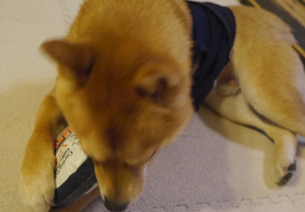 f:id:hanatara:20190330121749j:plain