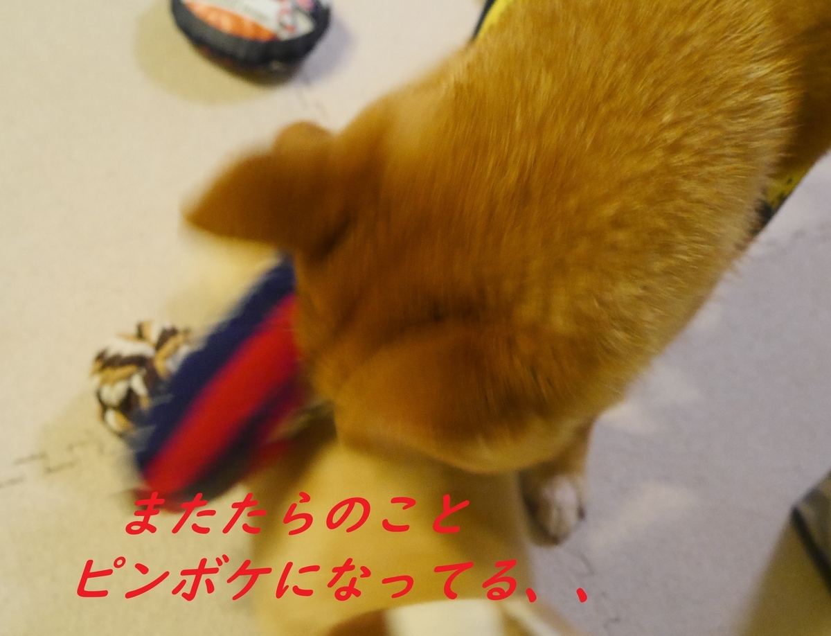 f:id:hanatara:20190330122020j:plain